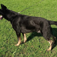 Pastore tedesco maschio