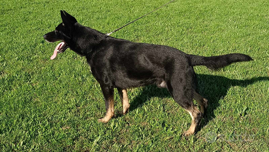 Pastore tedesco maschio