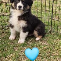 Australian shepherd