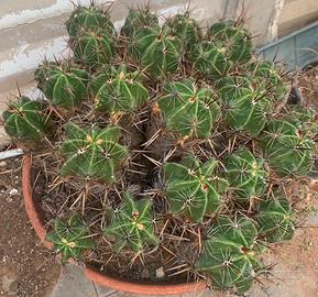 Piante grasse siciliane Ferocactus robustus