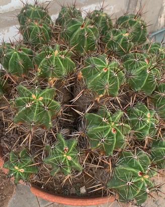 Piante grasse siciliane Ferocactus robustus