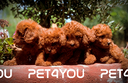 cuccioli-di-taglia-molto-piccola-anche-24-rate
