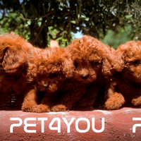 Cuccioli di taglia molto piccola ANCHE 24 RATE