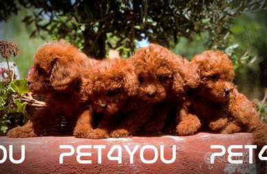 Cuccioli di taglia molto piccola ANCHE 24 RATE