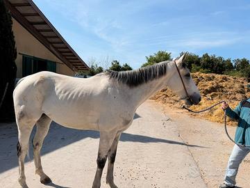 Cavallo psi castrone 9 anni