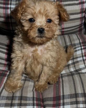 Cucciola di Barboncino minitoy con pedigree ENCI