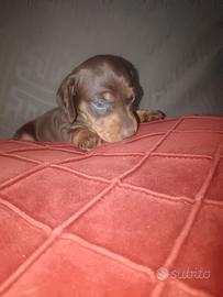 Cuccioli di bassotto