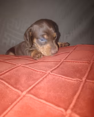 Cuccioli di bassotto