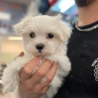 Cuccioli di maltese