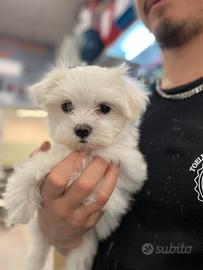 Cuccioli di maltese