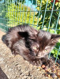 Due cuccioli di gattini maschi
