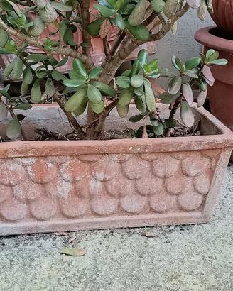 Vasi in terracotta