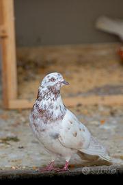 Piccione, Malwai Kabootar, Coppia 70 Euro
