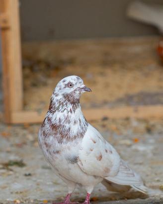 Piccione, Malwai Kabootar, Coppia 70 Euro