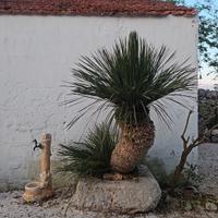 dasylirion serratifolium
