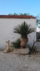 dasylirion serratifolium