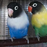 Coppia insep mascherato Yellowface tur x cobalto