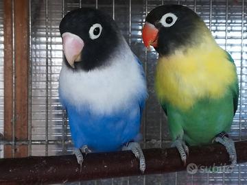 Coppia insep mascherato Yellowface tur x cobalto