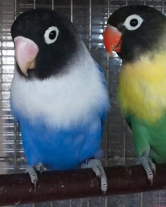 Coppia insep mascherato Yellowface tur x cobalto