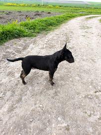 Bull terrier