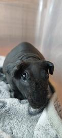 cavia skinny 
