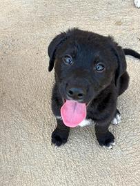Cucciolo in adozione