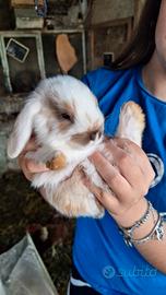 Coniglietti nani ariete