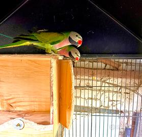 Maschi parrocchetto dei mustacchi