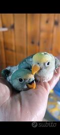 Inseparabili