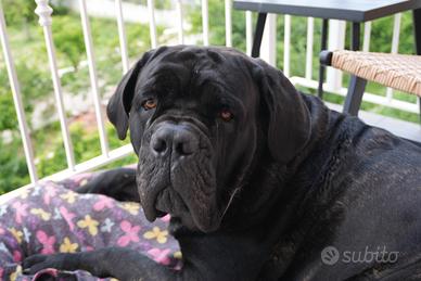 Maschio Cane Corso disponibile per accoppiamento