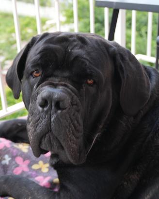 Maschio Cane Corso disponibile per accoppiamento