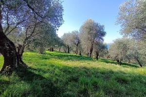 Terreno di 3627 m² a Torri del Benaco