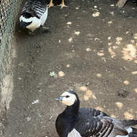 Qualcuno ha maschio oca faccia bianca