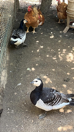 Qualcuno ha maschio oca faccia bianca