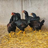 Galline combattente indiano cornisch