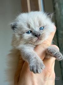 Cucciola British blue point