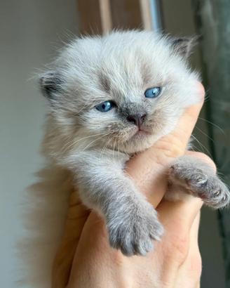 Cucciola British blue point