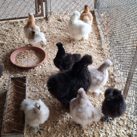 Galline e galli moroseta