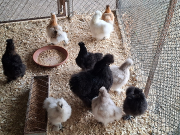 Galline e galli moroseta