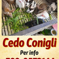 Conigli californiani