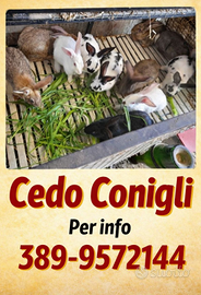 Conigli californiani