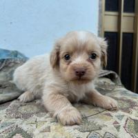 Cuccioli pelo lungo