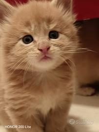 Maine Coon cucciolo