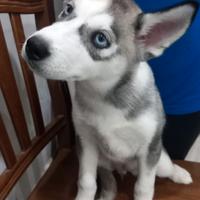 Cucciola di Siberian husky