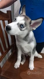 Cucciola di Siberian husky