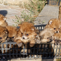 Spitz nano e toy pomerania, pedigree