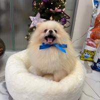 Cucciolo pomerania con Pedigree BIANCO dolcissimo