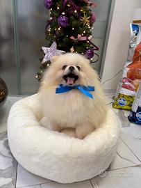 Cucciolo pomerania con Pedigree BIANCO dolcissimo