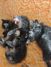 Gattini