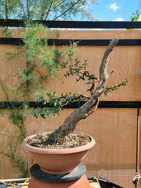 Bonsai melograno yamadori